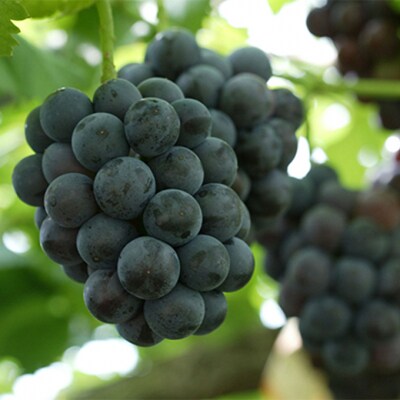 ニュー ピオーネ  1房  680g以上(露地栽培) 岡山県産  [No.5735-1612]