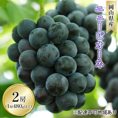 ニュー ピオーネ 2房(1房 480g以上  露地栽培) 岡山県産  [No.5735-1613]