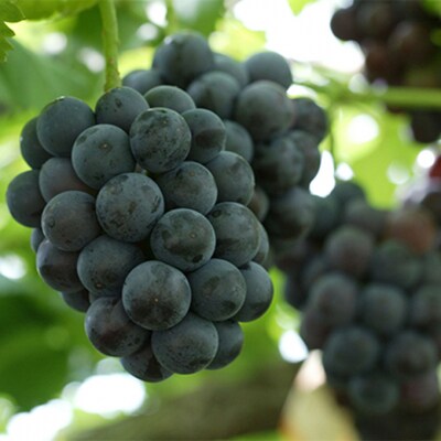 ニュー ピオーネ 2房(1房 480g以上  露地栽培) 岡山県産  [No.5735-1613]