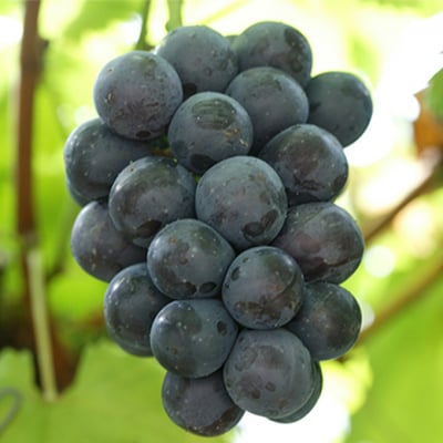 ご家庭用 ニューピオーネ 優品2房(1房530g以上 露地栽培)岡山県産[No.5735-1614]