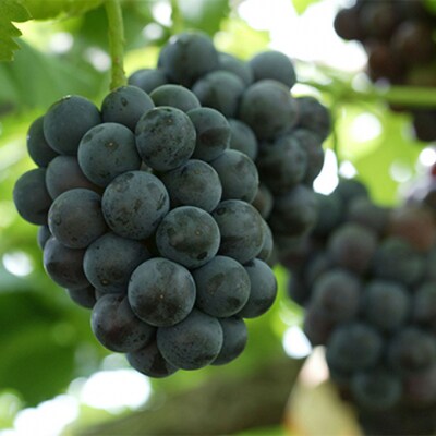 ご家庭用ニュー ピオーネ 優品3房(1房530g以上 露地栽培)岡山県産[No.5735-1615]