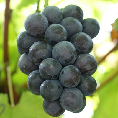 ご家庭用ニュー ピオーネ 優品3房(1房530g以上 露地栽培)岡山県産[No.5735-1615]