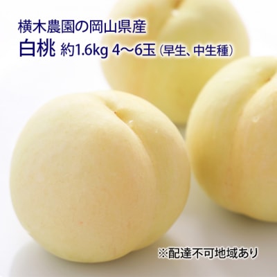 岡山の 白桃(早生、中生種)約1.6kg 4～6玉 岡山県産 [No.5735-1633]
