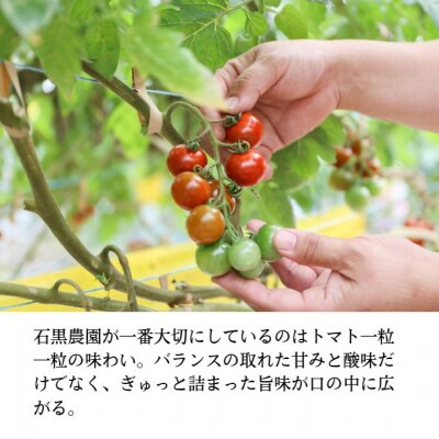 毎日食べたい石黒さんちの ミニトマト 3kg 岡山県瀬戸内市産 石黒農園[No.5735-1646]