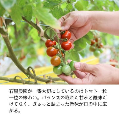 毎日食べたい石黒さんちの ミニトマト 3kg 岡山県瀬戸内市産 石黒農園[No.5735-1646]