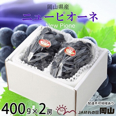 【2026年先行受付】ニュー ピオーネ 約400g×2房 岡山県産[No.5735-1672]