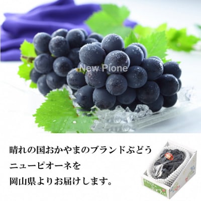 【2026年先行受付】ニュー ピオーネ 約700g×1房 岡山県産[No.5735-1673]