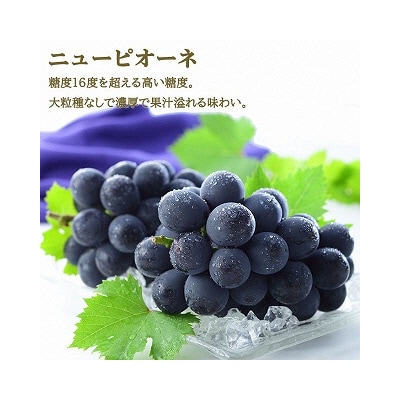 ニュー ピオーネ・シャイン マスカット 晴王 各1房約400g 岡山県産[No.5735-1675]