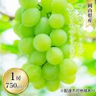 マスカット・オブ・アレキサンドリア 1房 750g以上 贈答用 岡山県産[No.5735-1597]