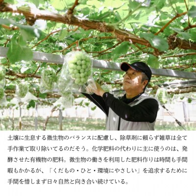 マスカット・ジパング 1房(1kg以上)内田農園 瀬戸内市産 ぶどう[No.5735-1189]