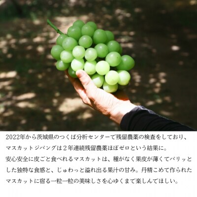 マスカット・ジパング 1房(1kg以上)内田農園 瀬戸内市産 ぶどう[No.5735-1189]