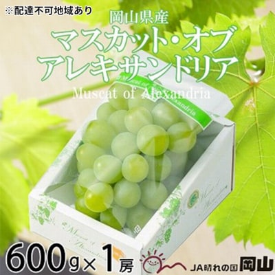 マスカット ・オブ・アレキサンドリア 約600g×1房 岡山県産[No.5735-1749]