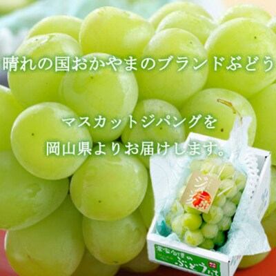 【2025年先行受付】マスカット ジパング 約900g×1房 岡山県産[No.5735-1753]