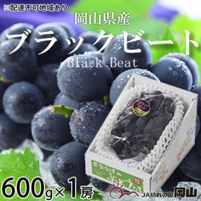 【2026年先行受付】ブラックビート 約600g×1房 岡山県産[No.5735-1754]