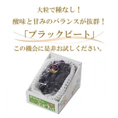 【2026年先行受付】ブラックビート 約600g×1房 岡山県産[No.5735-1754]