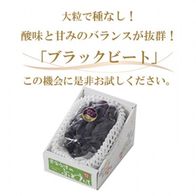 【2026年先行受付】ブラックビート 約700g×1房 岡山県産[No.5735-1755]