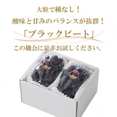 【2026年先行受付】ブラックビート 約500g×2房 岡山県産[No.5735-1757]