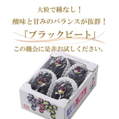 【2026年先行受付】ブラックビート 約1.5kg 3～6房 岡山県産[No.5735-1759]