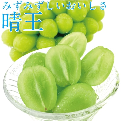 【2回定期便】 シャイン マスカット 晴王 2房(合計約1kg)岡山県産[No.5735-1682]