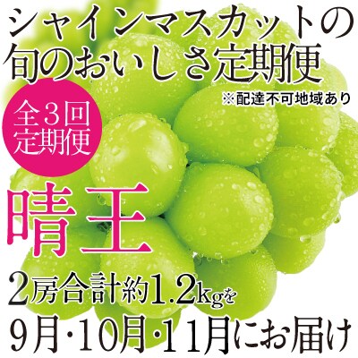 9~11月発送 シャインマスカット 晴王2房(合計約1.2kg)岡山県産[No.5735-1689]