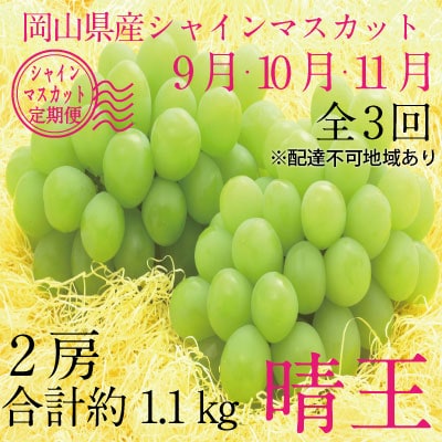 9~11月発送 シャインマスカット 晴王2房(合計約1.1kg)岡山県産[No.5735-1695]