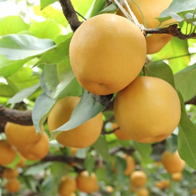 新高梨 3～6玉 青秀以上 合計約4.0kg 岡山県産 化粧箱入り [No.5735-1798]