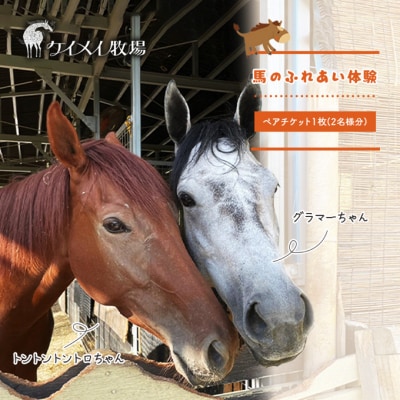 馬 の ふれあい体験 ペア チケット 1枚(2名様分) ケイメイ牧場  [No.5735-1876]
