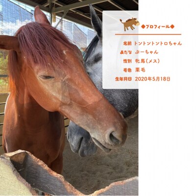 馬 の ふれあい体験 ペア チケット 1枚(2名様分) ケイメイ牧場  [No.5735-1876]