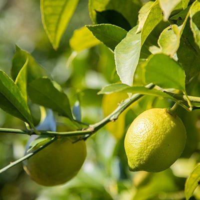 瀬戸内 牛窓産 レモン 約4kg(1果 100g前後) [No.5735-1307]