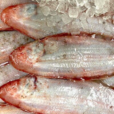 瀬戸内の魚でつくる 干物 6枚入りBOX[No.5735-1939]