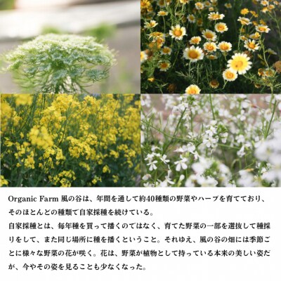 ORGANICFARM 風の谷旬の野菜セット9ヶ月定期便(月2回お届け)[No.5735-1897]