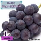  【2025年先行受付】 ニュー ピオーネ 1房 500g前後 岡山県産[No.5735-1887]