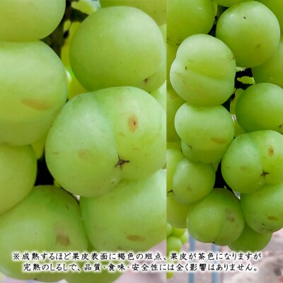  【2026年先行受付】 桃太郎 ぶどう 1房 500g前後 岡山県産 [No.5735-1889]