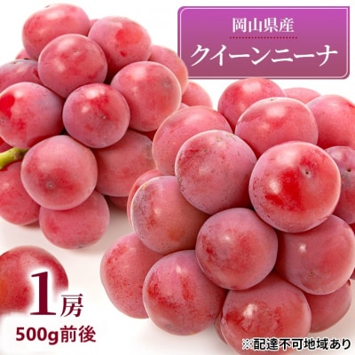  【2026年先行受付】 クイーンニーナ 1房 500g前後 岡山県産 [No.5735-1890]