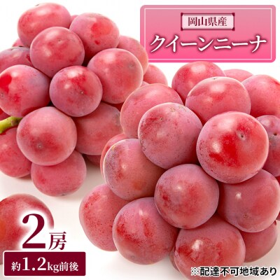 終了 悪魔のぶどう しぶい 山梨県産クイーンニーナ1.9kg
