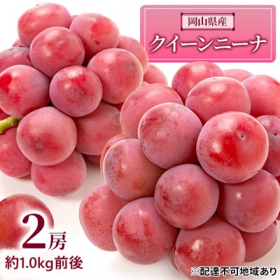  【2026年先行受付】クイーンニーナ 2房 約1.0kg前後 岡山県産[No.5735-1891]