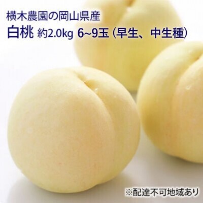 岡山の 白桃 (早生、中生種)約2.0kg 6～9玉 岡山県産 [No.5735-1634]
