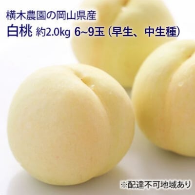 岡山の 白桃 (早生、中生種)約2.0kg 6～9玉 岡山県産 [No.5735-1634]