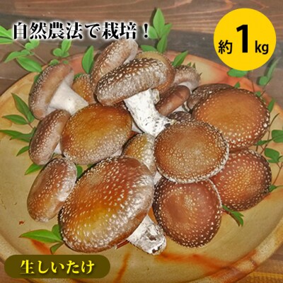 【2026先行受付】生しいたけ 約1kg 菌床栽培 自然農法　[No.5735-1719]