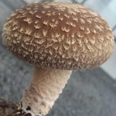 生しいたけ 約1kg 菌床栽培 自然農法　[No.5735-1719]