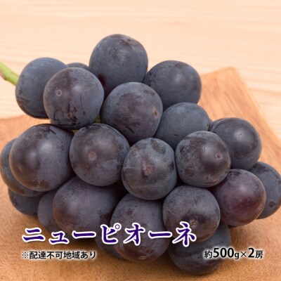 【2026年先行受付】 ニュー ピオーネ 約500g×2房 岡山県産 [No.5735-1883]