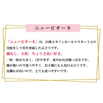 【2026年先行受付】 ニュー ピオーネ 約500g×2房 岡山県産 [No.5735-1883]