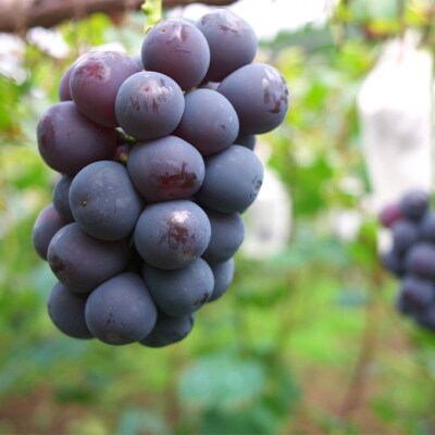 【2026年先行受付】 ニュー ピオーネ 約500g×2房 岡山県産 [No.5735-1883]