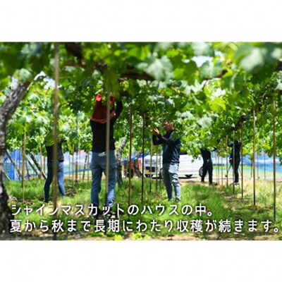 果物 詰合せ シャイン マスカット・ニュー ピオーネ 各1房 岡山県産 [No.5735-1900]