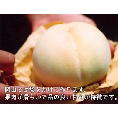 果物 詰合せ 白桃 晩生種 2玉 ニュー ピオーネ 1房 岡山県産 [No.5735-1901]
