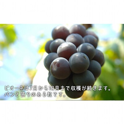 果物 詰合せ 白桃 晩生種 2玉 ニュー ピオーネ 1房 岡山県産 [No.5735-1901]
