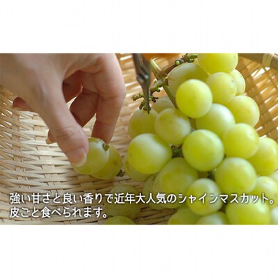 白桃 晩生種 2玉 シャイン マスカット 1房  岡山県産 [No.5735-1902]