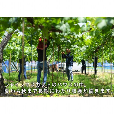 白桃 晩生種 2玉 シャイン マスカット 1房  岡山県産 [No.5735-1902]