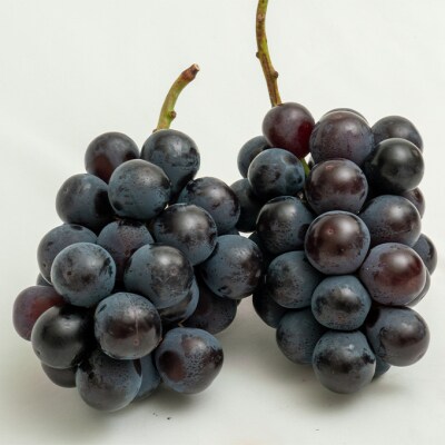 【2026年先行受付】フルーツ王国 岡山を堪能 定期便 3回コース [No.5735-1907]