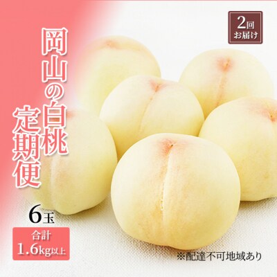 定期便 岡山 の 白桃 6玉 合計1.6kg以上×2回 お届け 化粧箱入[No.5735-1904]